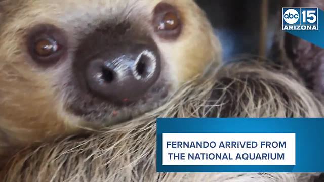 Meet Fernando: Phoenix Zoo's first sloth - ABC15 Digital