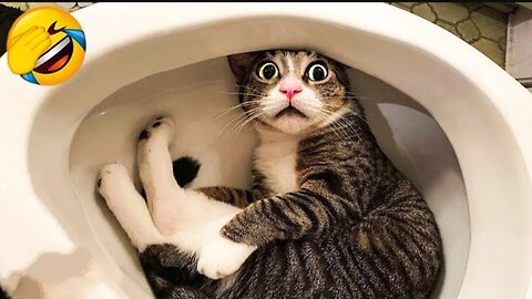 Funny cats 🤣 Cute 🥺