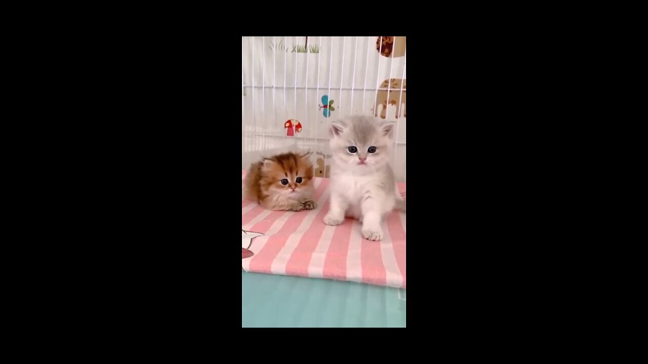 Funny cat's video's 😂😂