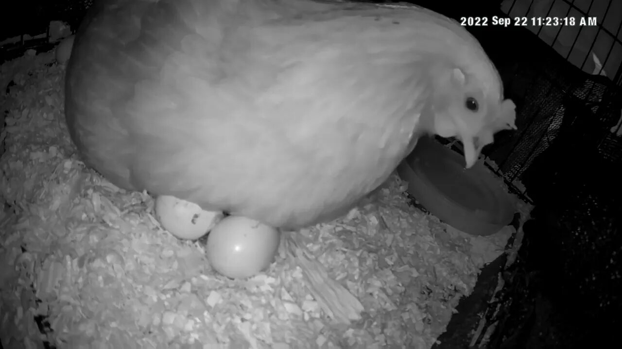 Broody hen hatching chicks