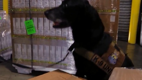 K9 Viper helps agents in South Florida detect animal trafficking