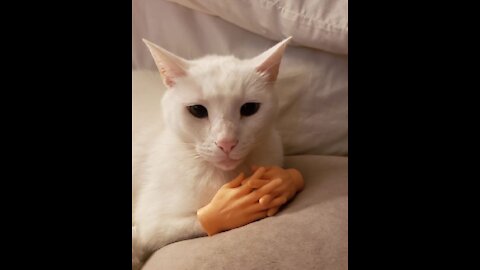 Funny Cats 😹 - Don't try to stop laughing 🤣 -