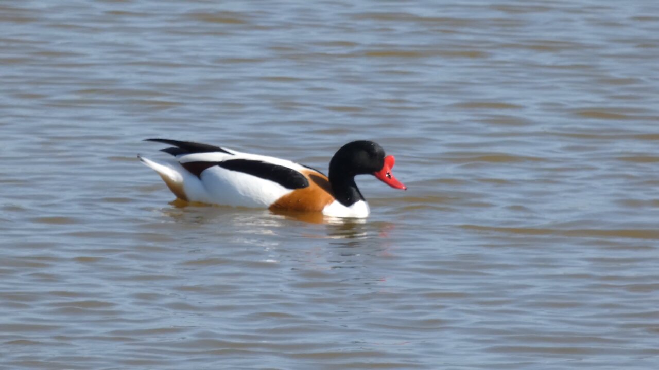 Shelducks At Pannel Valley Pett Level