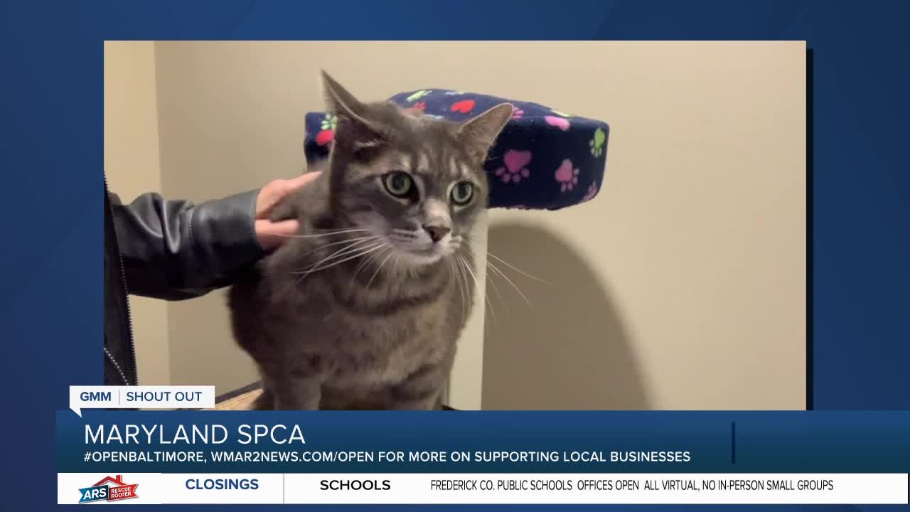 Pets up for adoption at the Maryland SPCA