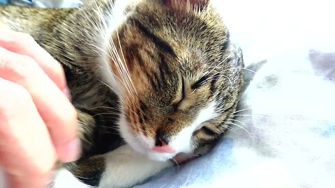 I Love Sleeping in the Sun