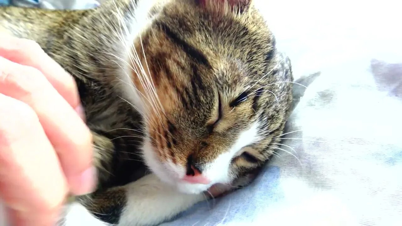 I Love Sleeping in the Sun