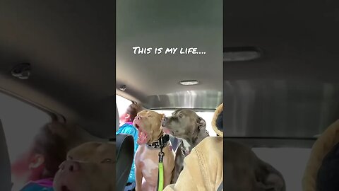 Someone always yelling at me #shorts #cute #pitbull #viral