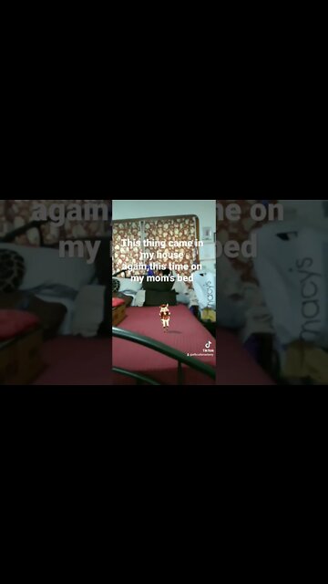 That little thing snuck into my house again + Yoshi's Island Gameplay