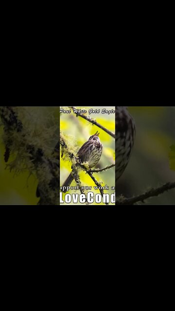 Benevolent Wise Wayshowers of the Way of the Primordial Genesis