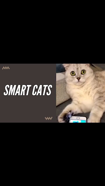 Beautiful and smart cats