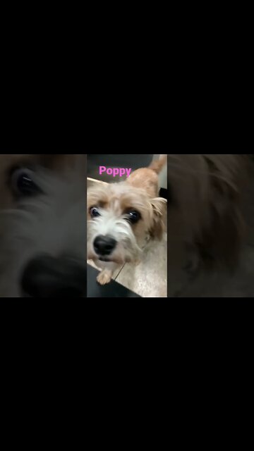 [Shorts 0145] POPPY [#dogs #doggos #doggos #puppies #dogdaycare]
