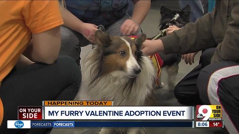 My Furry Valentine is back!