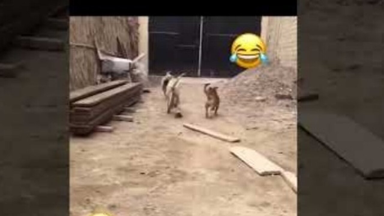 Funniest Cats and Dogs 🐶🐱 | Funny Animal Videos #7