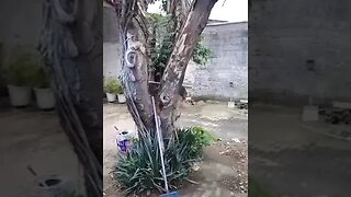 Tudo pronto para as consagrações no Alzan do Amanhecer
