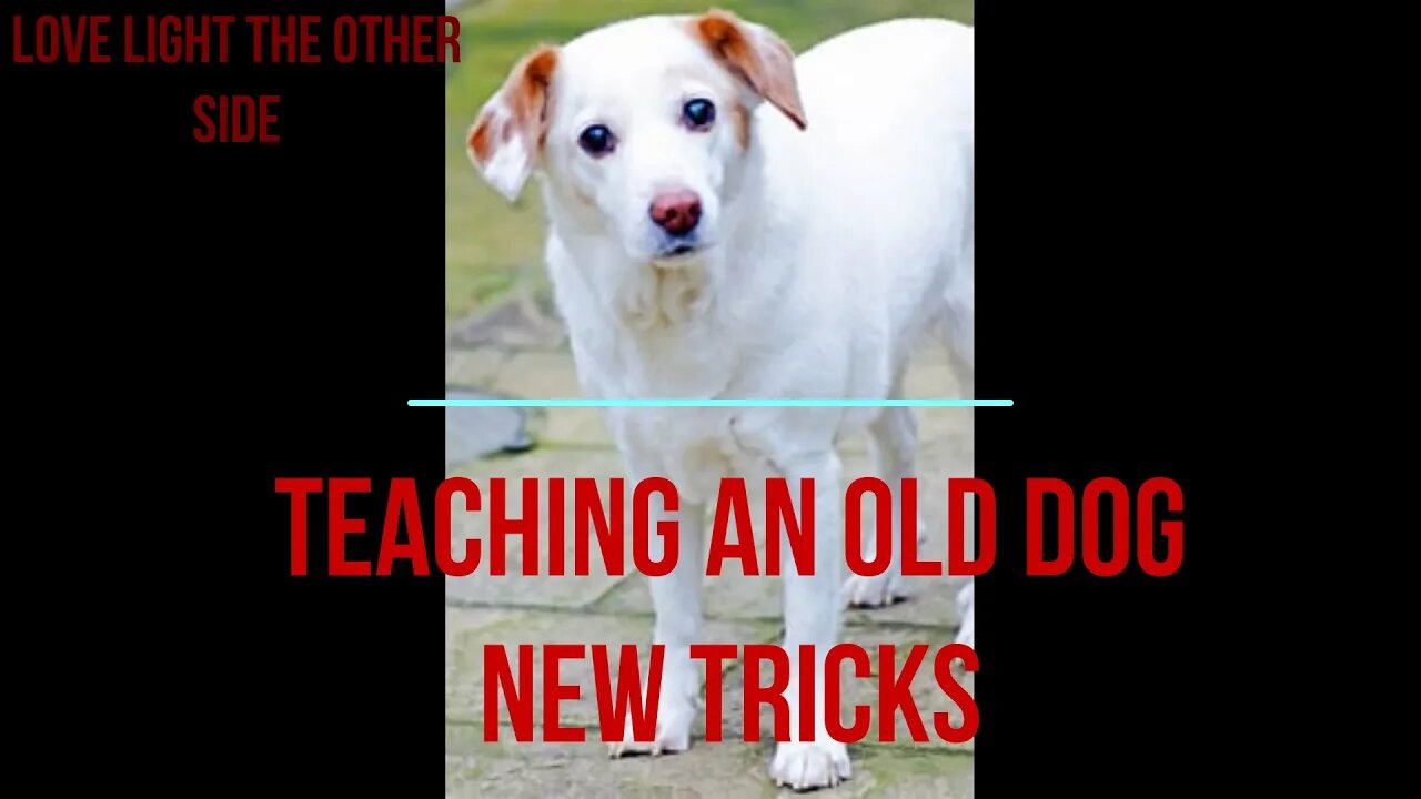 TEACHING AN OLD DOG NEW TRICKS