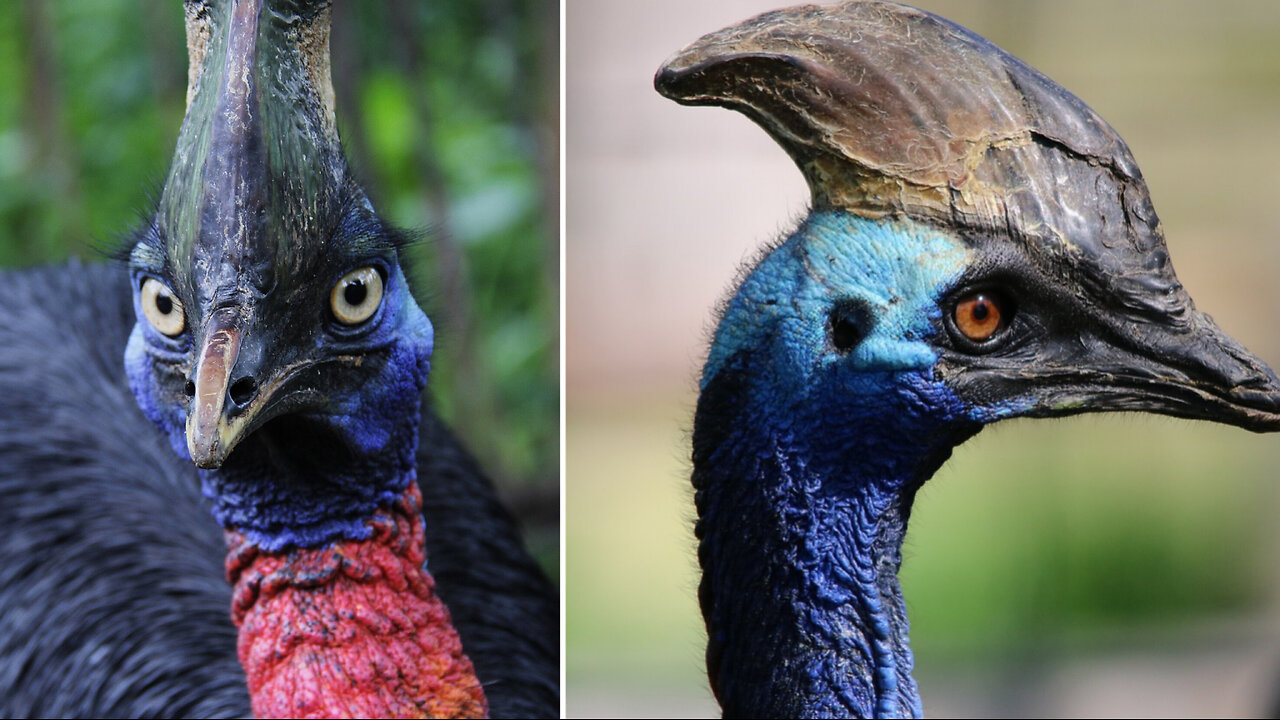 Cassowary : Top 5 Facts