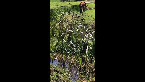 Heaven in a creek