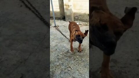 Fierce Might Of The Boerboel #shorts #trending #youtube #viral #dog #doglover