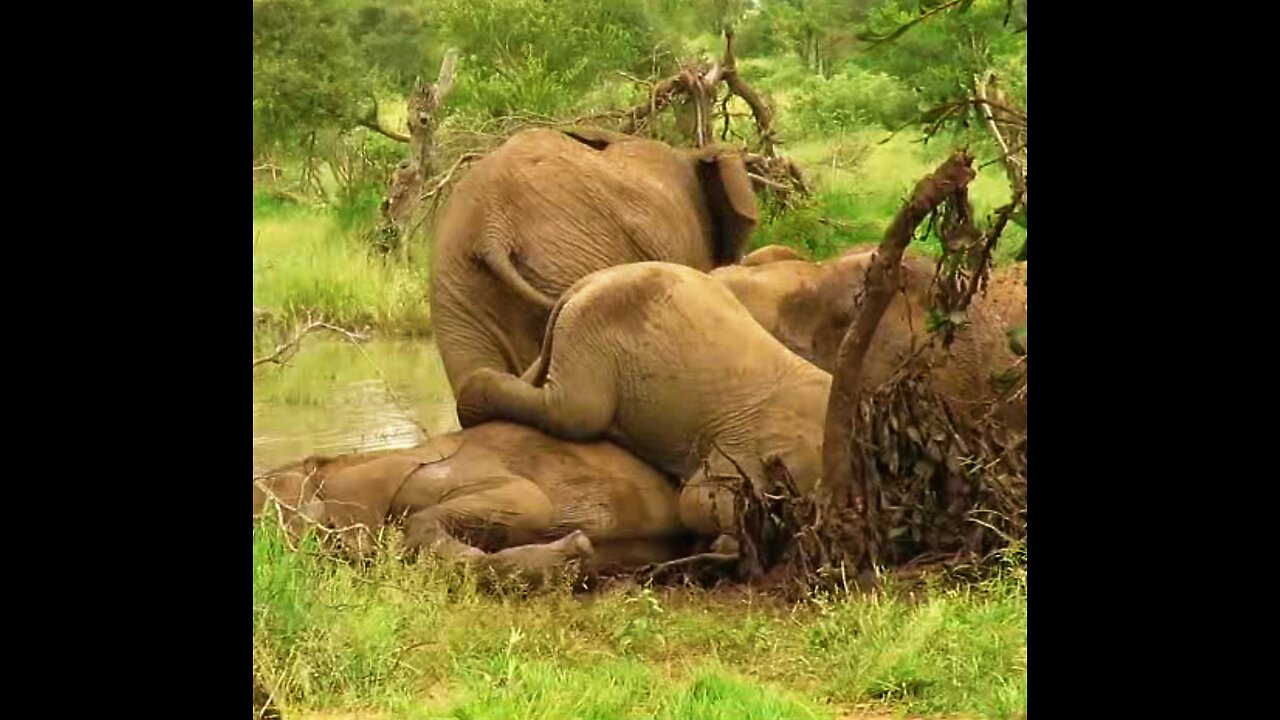 Young elephant's awkward attempt climbing over his big brother during mud bath