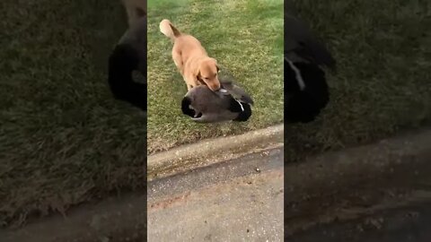 Golden Retriever Retrieving a Goose