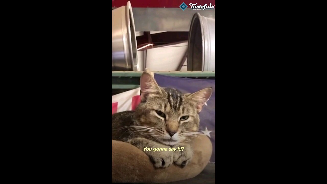 Cat decide to work and greet people