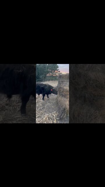 Harry’s in rut! #shorts