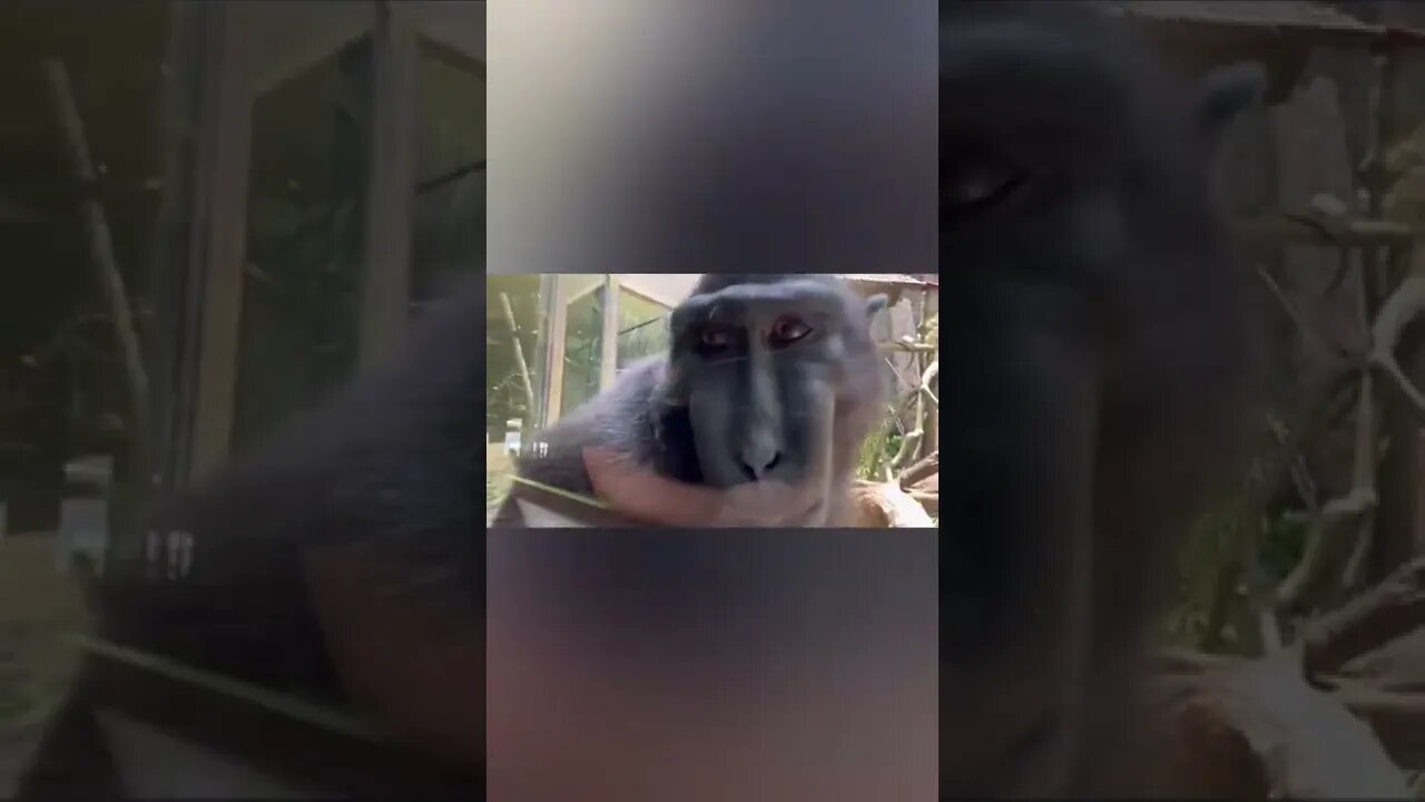 Primate Notices Herself Eating on Camera - Singapore Zoo 🇸🇬