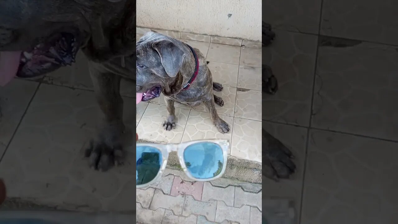 The Cutest Dog 🐾 with glasses 🕶️ #shorts