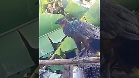 Jacu e seus filhotes em busca de comida