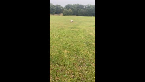Love walking dogs in the rain