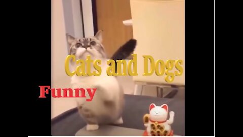 Cute And Funny Pets Crazy