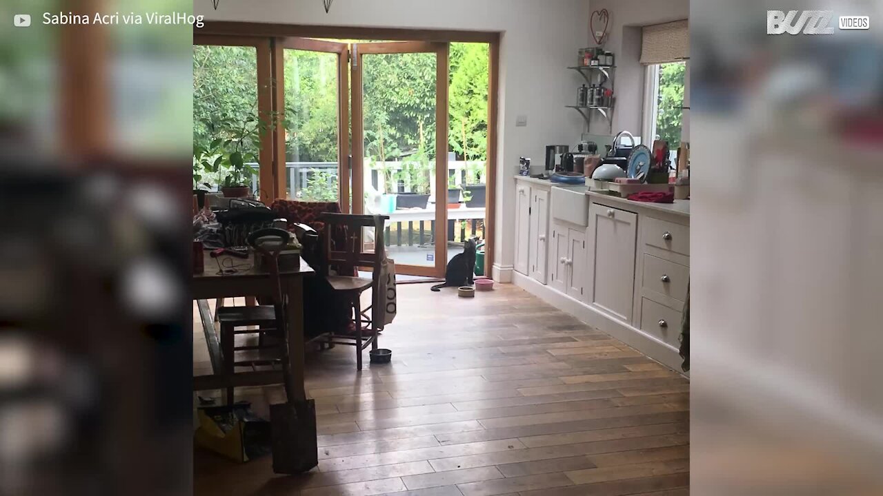 Quem manda nesta casa é o gato!