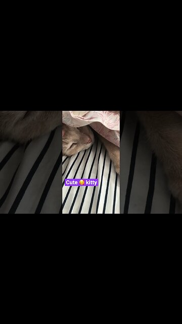 Cute kitty