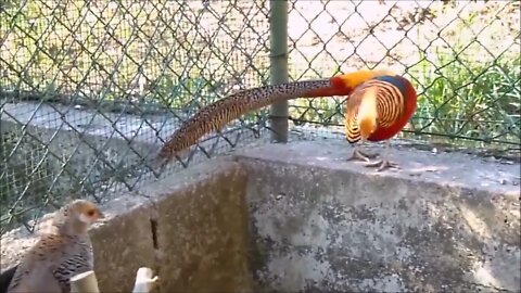 Beautiful Golden Pheasants and Wading Birds-16