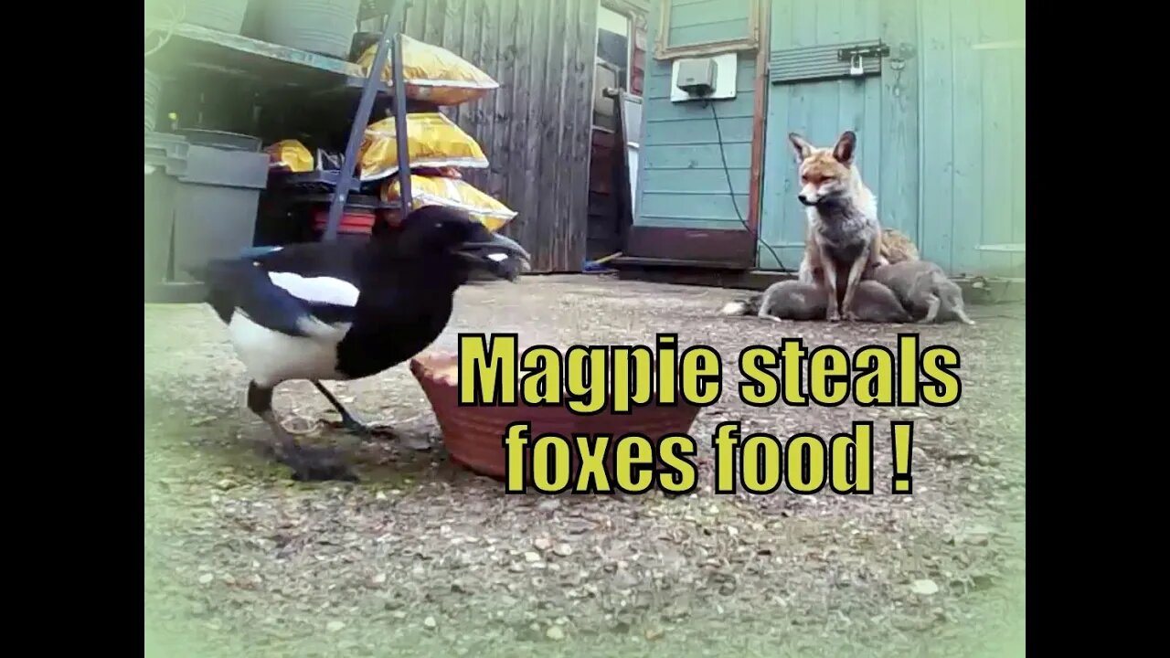 🦊THIEVING MAGPIE steals foxes food as vixen mum feeds four cute cub babies!