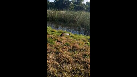 Florida Gator in relax mode