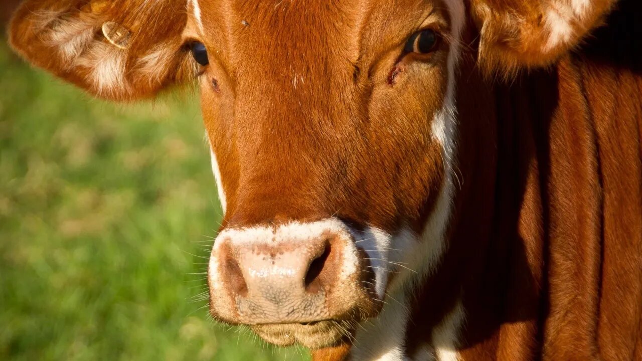 Cow, Importance of cow, #cow video#