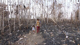 Views From The Amazon: A Source Of Livelihood