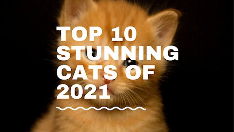 Top 10 Stunning cat's 2021