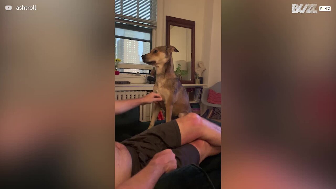 Cadela aprende a pedir mimos ao dono