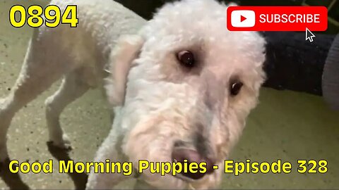 [0894] GOOD MORNING PUPPIES - EPISODE 328 [#dogs #doggos #doggos #puppies #dogdaycare]