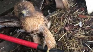 Un faucon attaque une poule et ne veut pas céder!