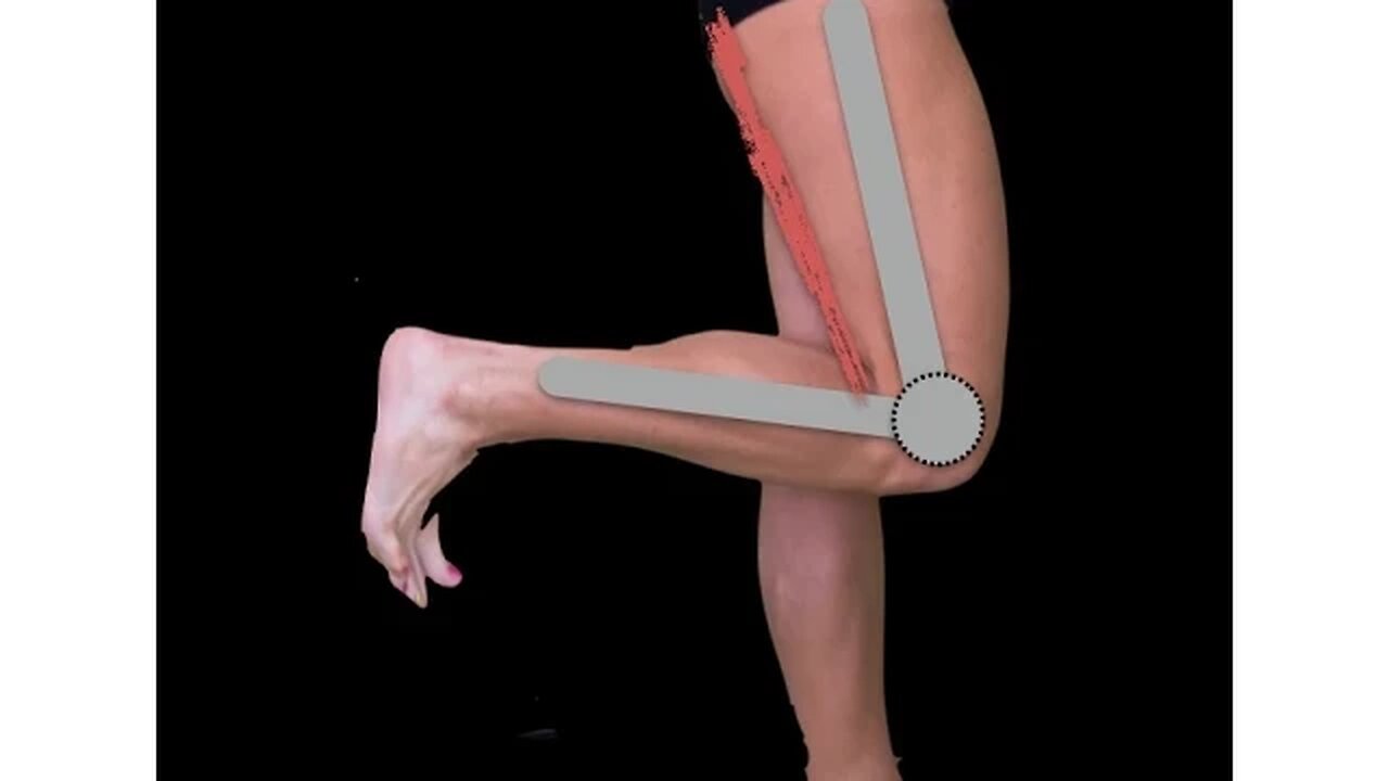 Posterior compartment thigh muscles