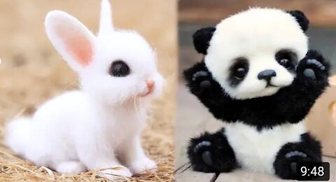 Cute pets new video update