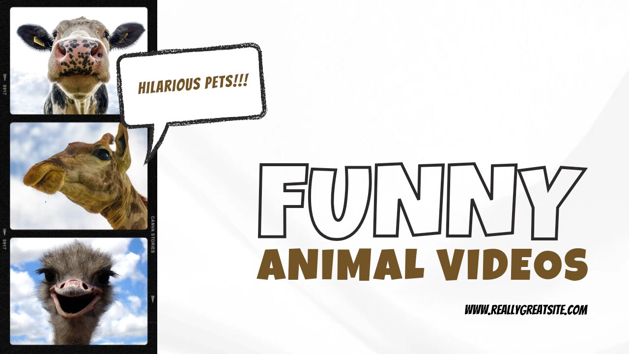 Animal's funny video