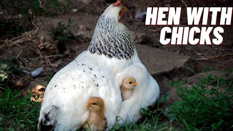 Hen And Chicks Video | Mother Hen With Baby Chicks | Kingdom Of Awais