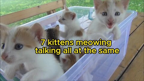 Kittens meowing💖💖 (too💖 much cuteness) - All talking at the same time!