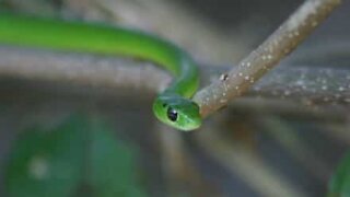 Cobra salta da un albero all'altro!