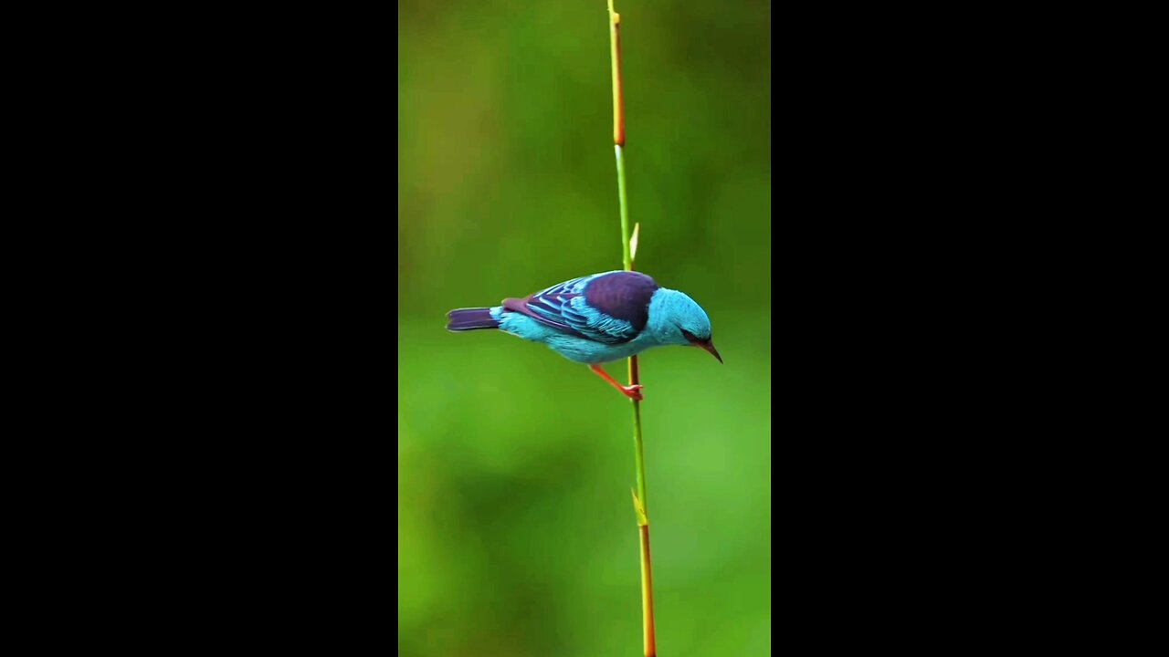 so beautiful bird