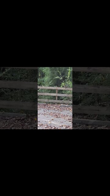 4K Squirrel gets chased out of his own tree #shorts